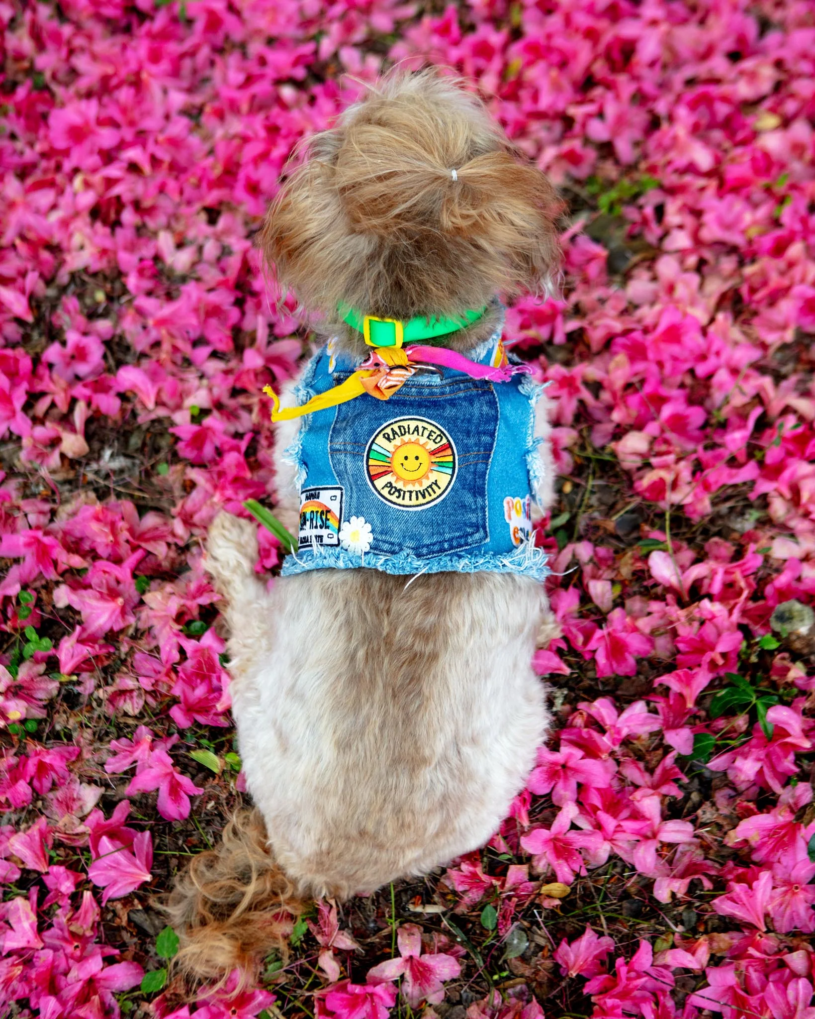 Sunshine Positivity Denim Dog Harness (Made in the USA) (FINAL SALE) - Image 3