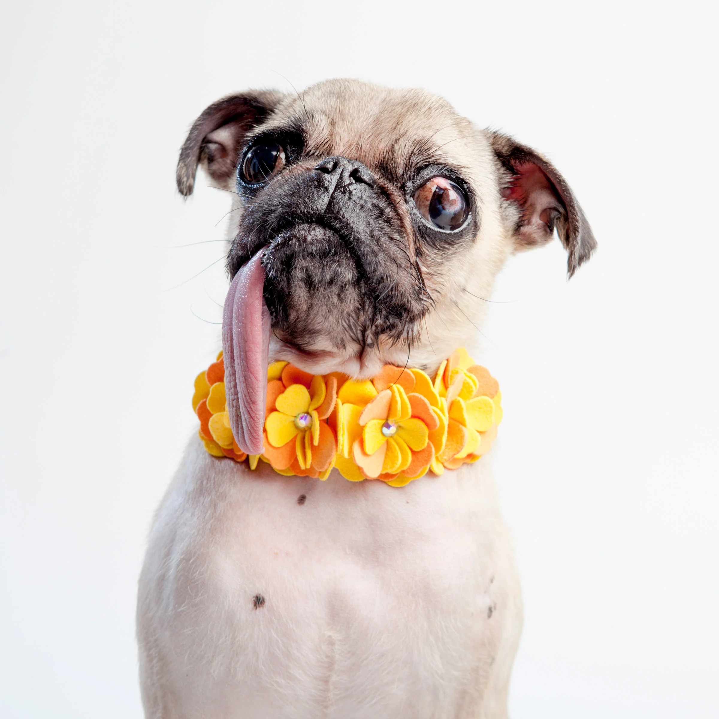 SUSAN LANCI | Darla Flower Swarovski Collar - Image 4