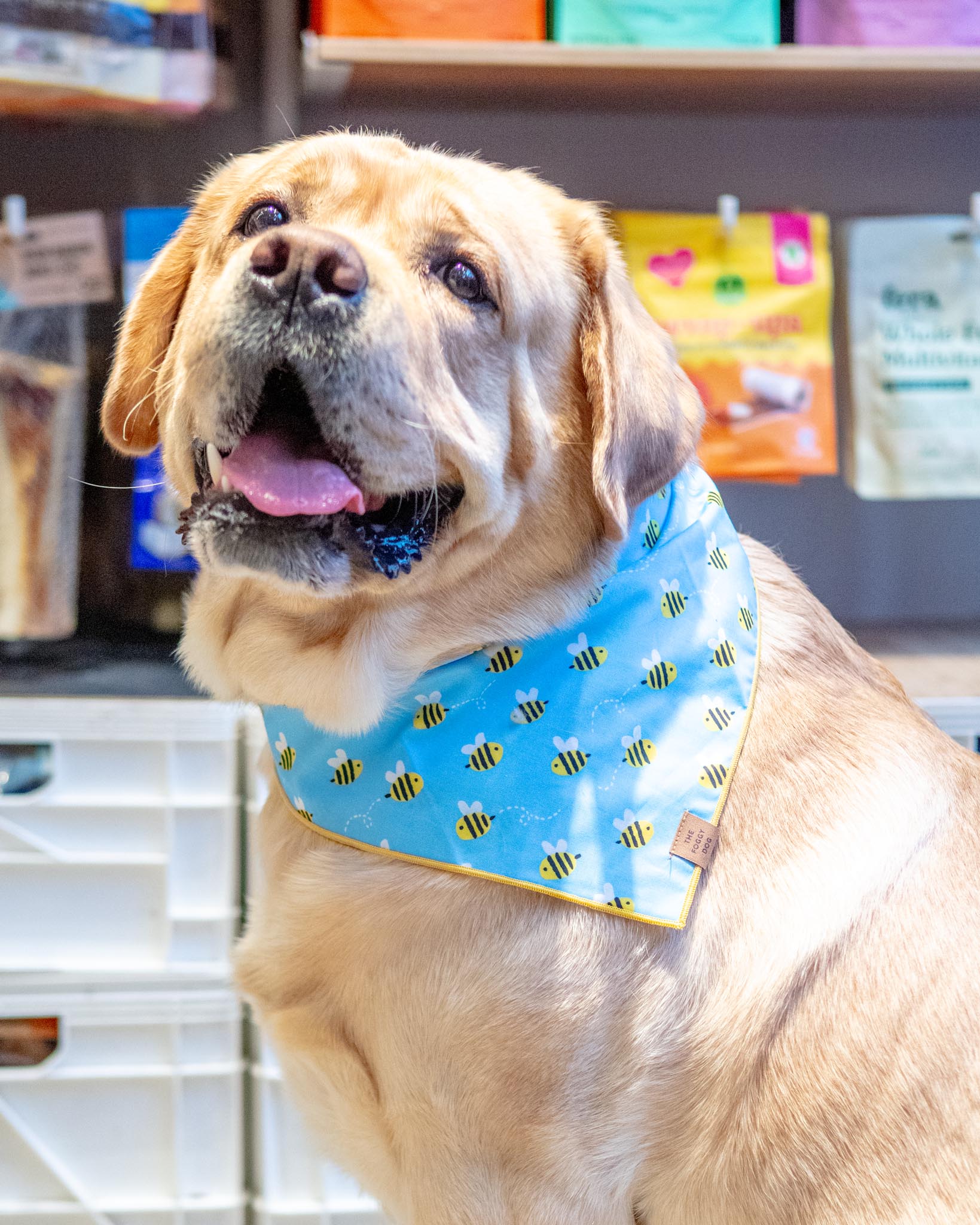 Sweet As Can Bee Dog Bandana - Image 3