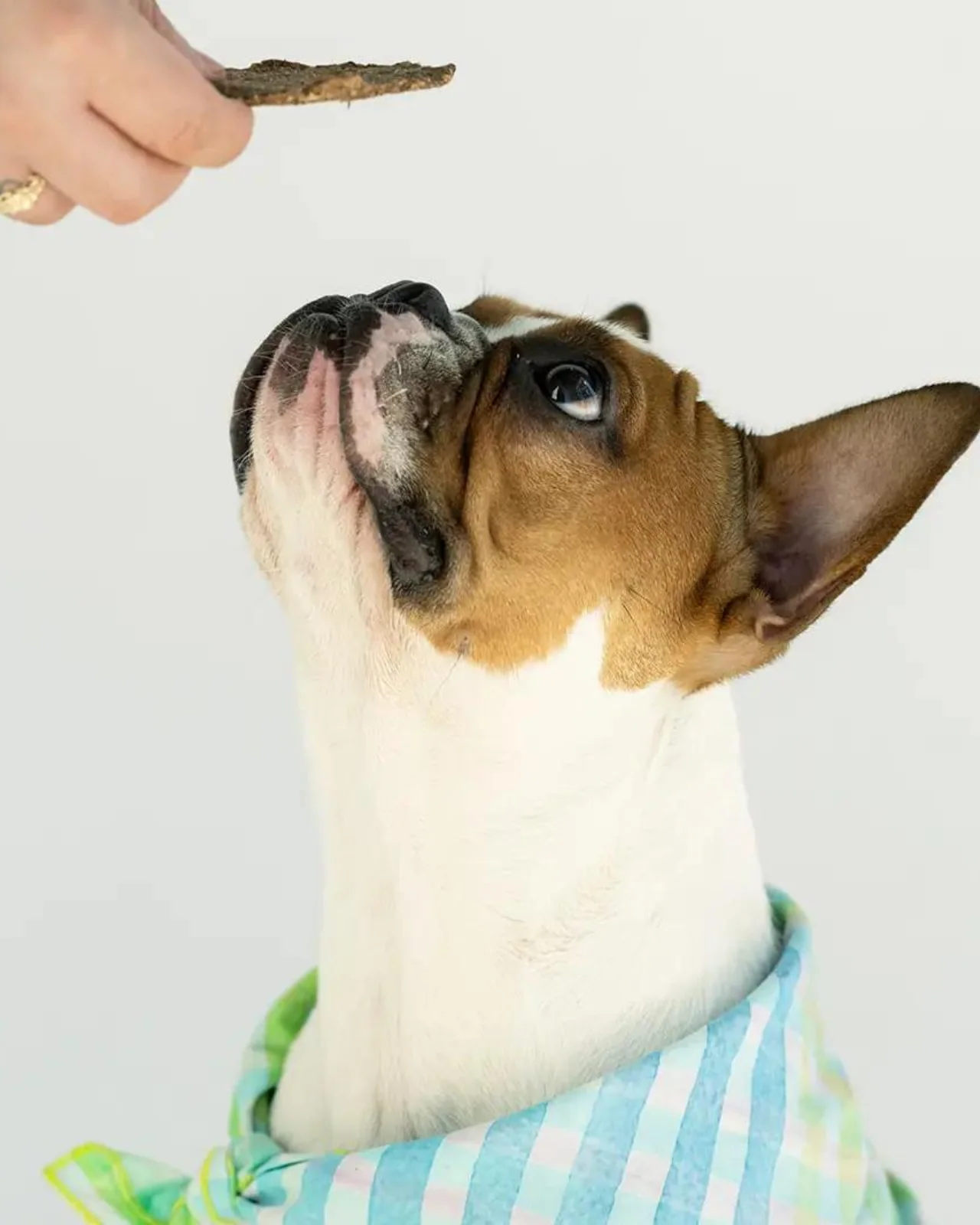 Sweet Potato & Lamb Crisp Dog Treats - Image 4