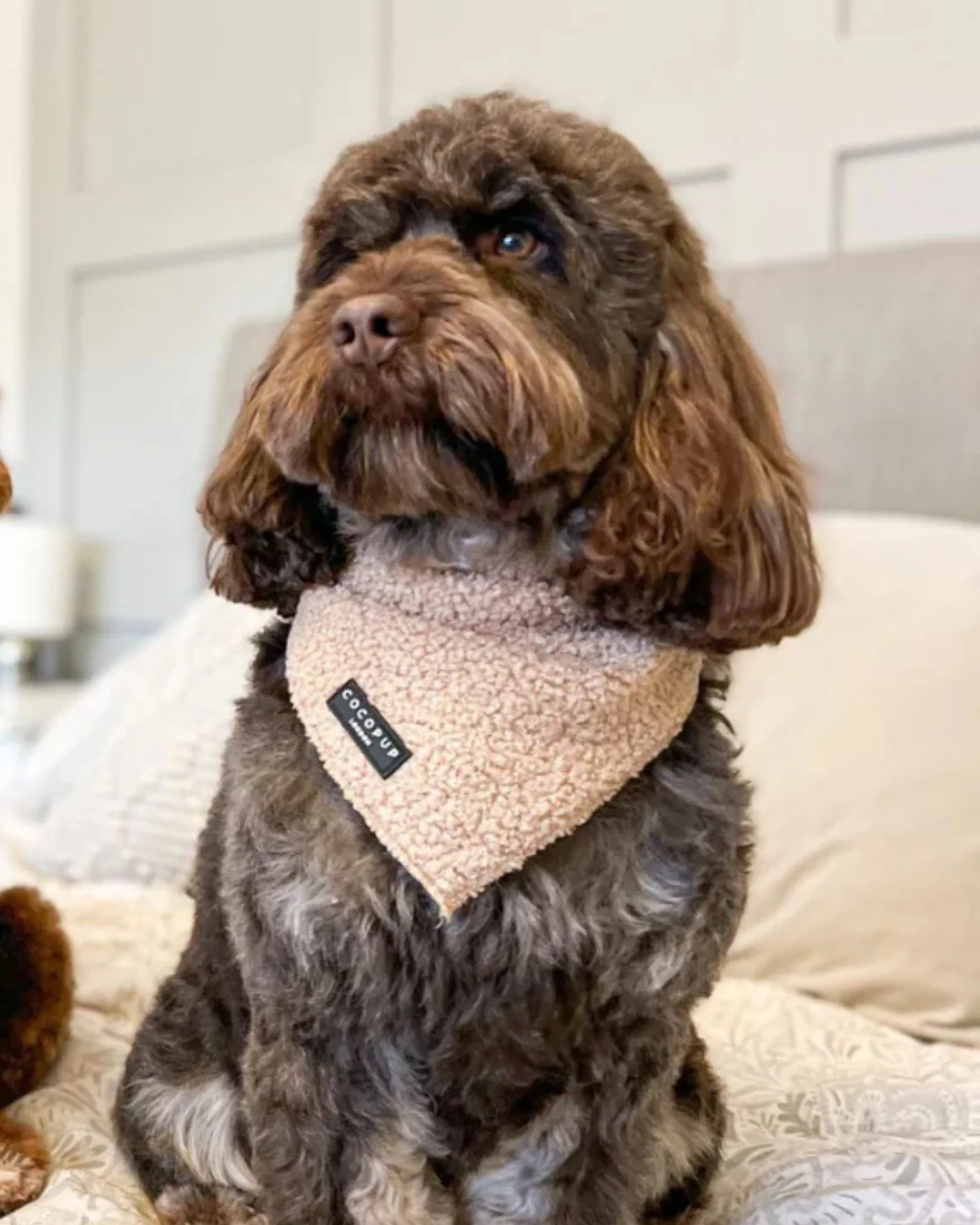 Teddy Dog Bandana (20x20") FINAL SALE