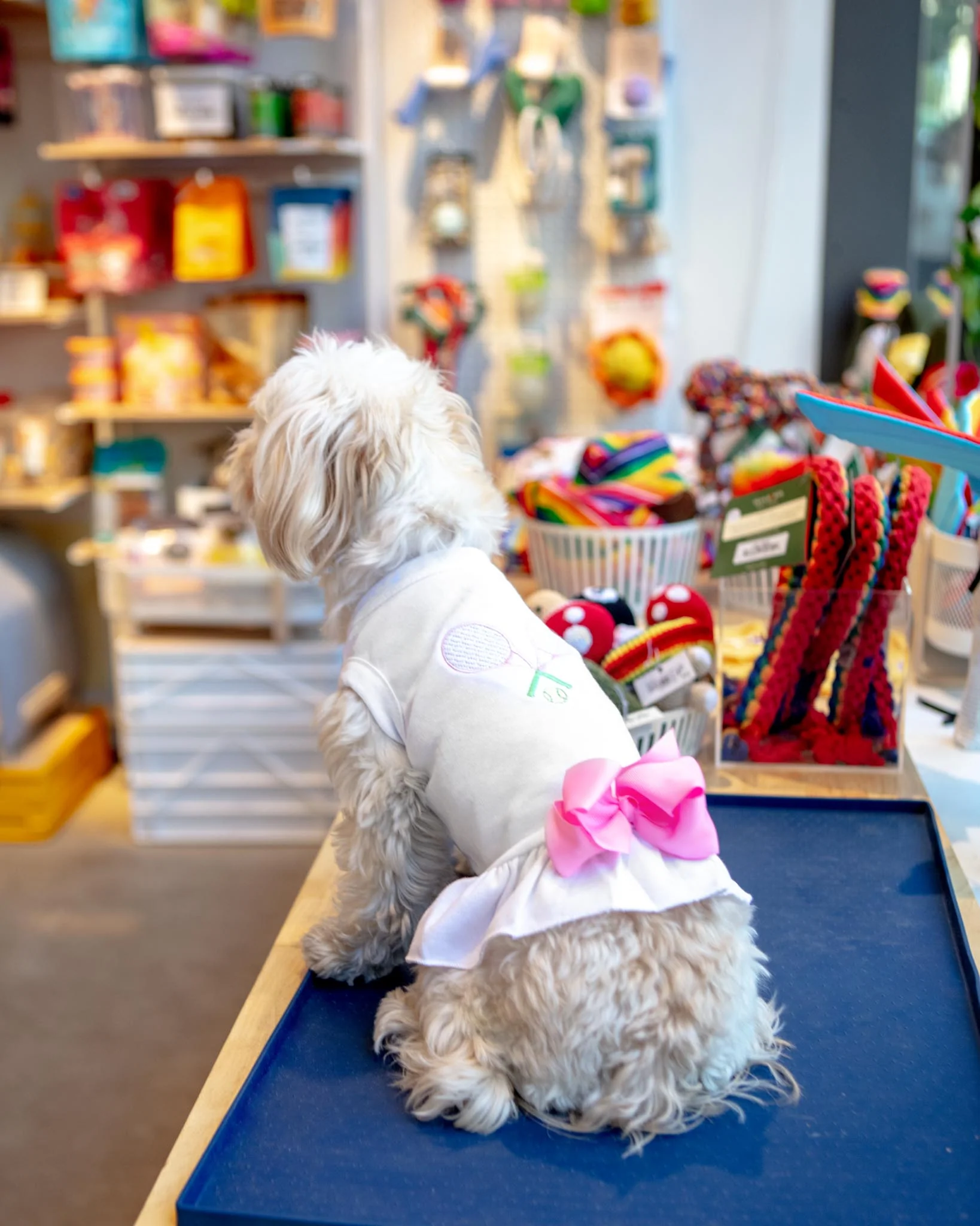 Tennis Match Dog Dress (CLEARANCE) - Image 4