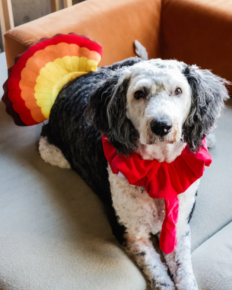 Thanksgiving Turkey Costume for Dogs - Image 2