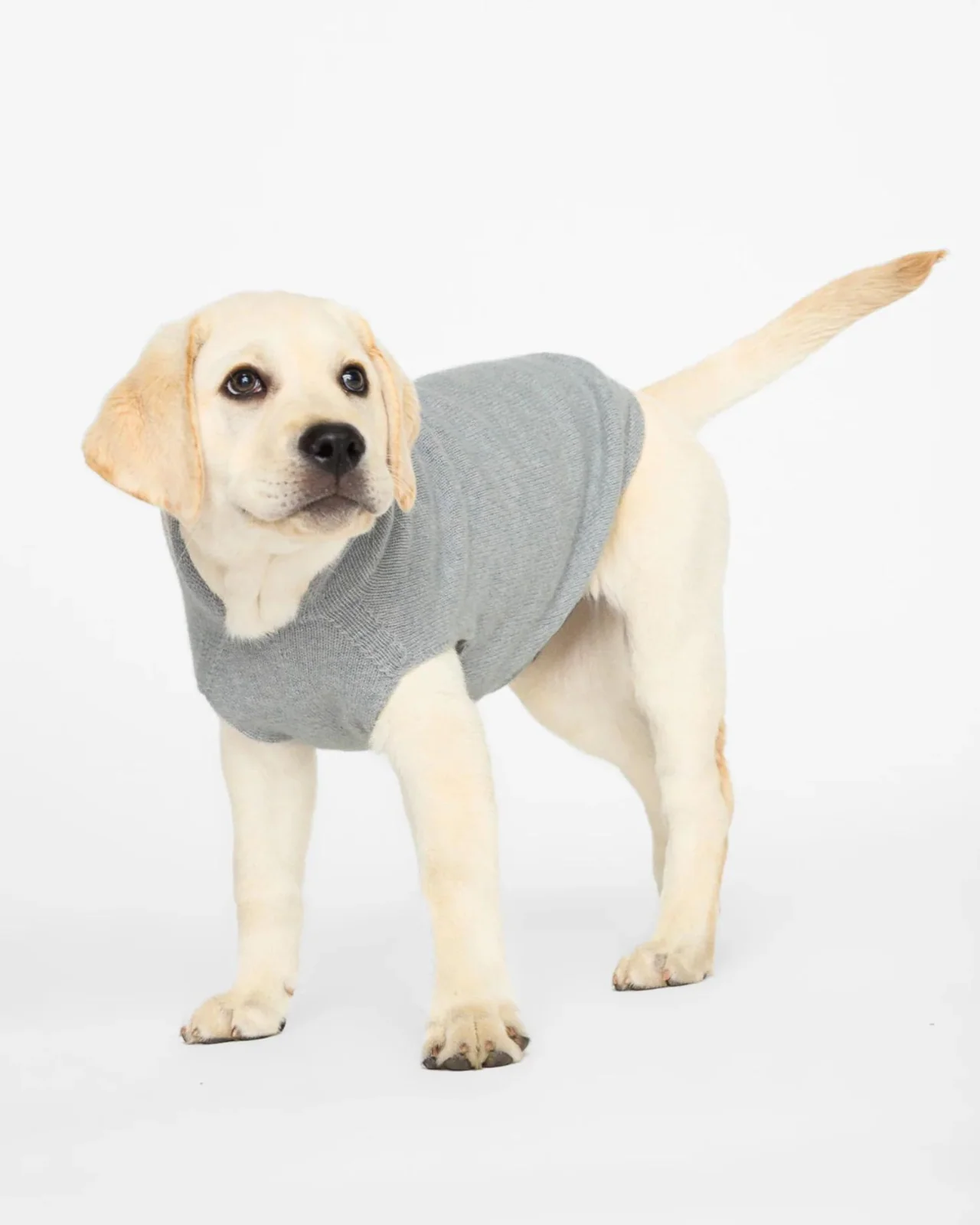 The Cashmere Dog Hoodie Dog & Co x Brochu Walker Exclusive