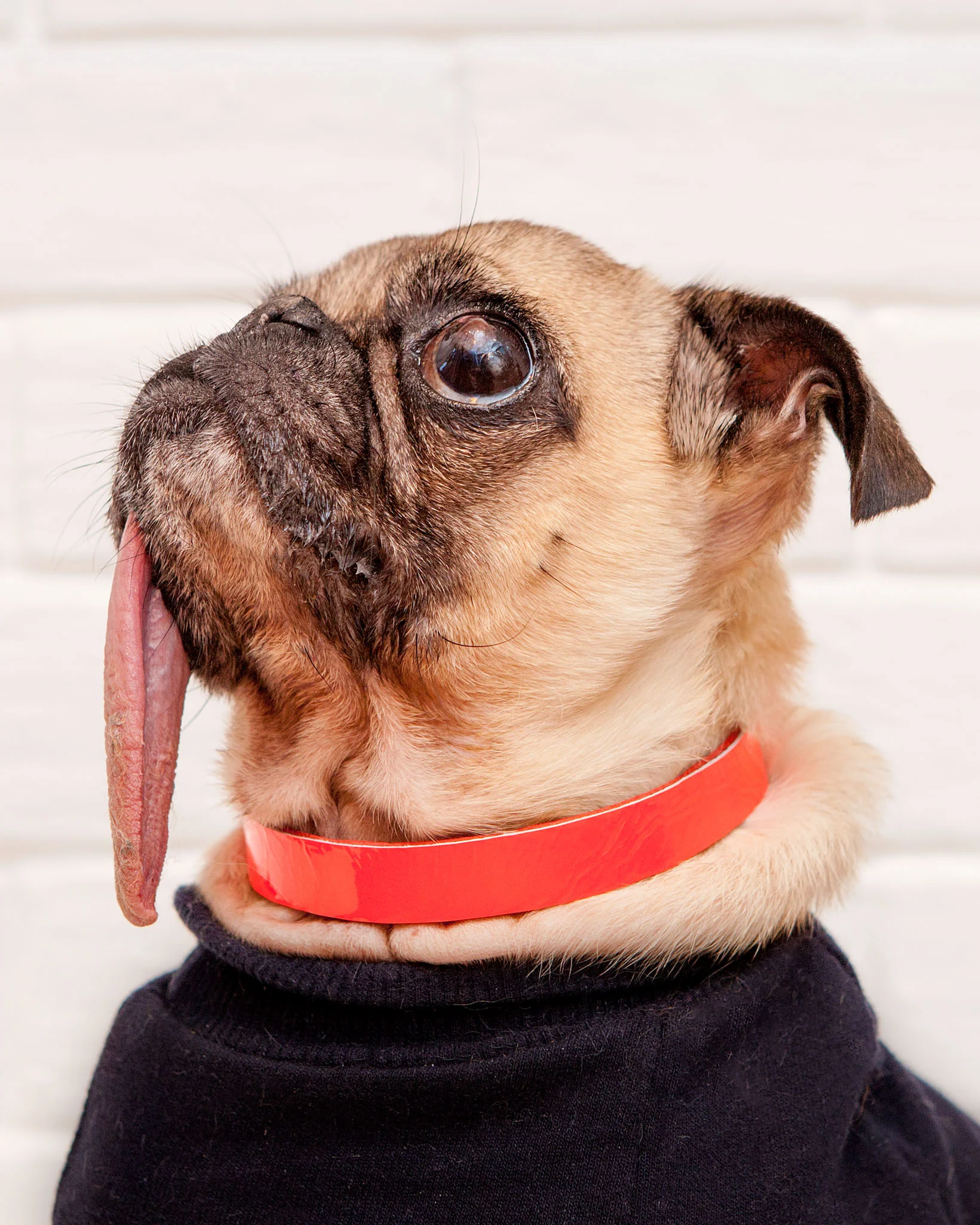 The Cleo Leather Tag Collar in Bold Blue Crackle (Dog & Co. Exclusive) - Image 4