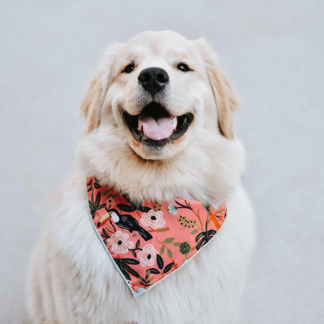 THE FOGGY DOG | Aloha Bandana - Image 2