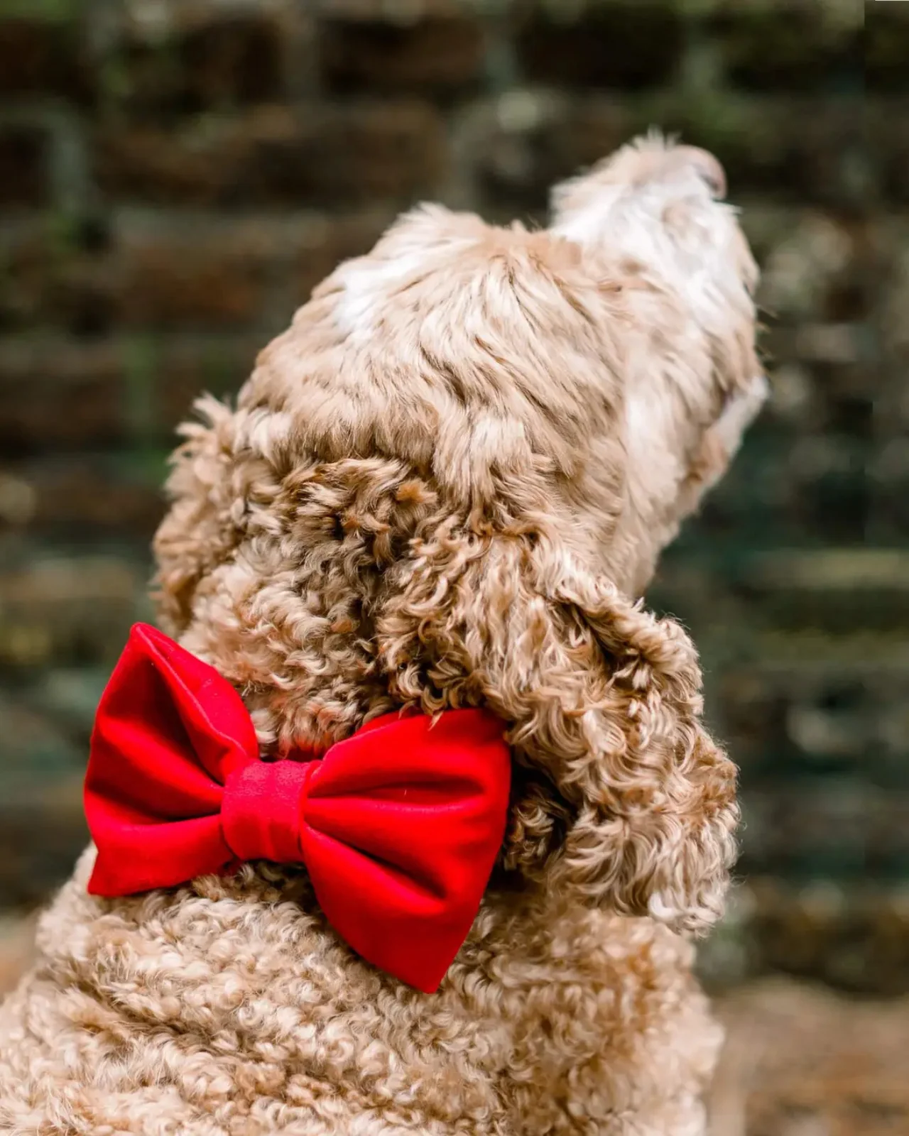 Cranberry Velvet Dog Bow Tie (Made in the USA) - Image 3