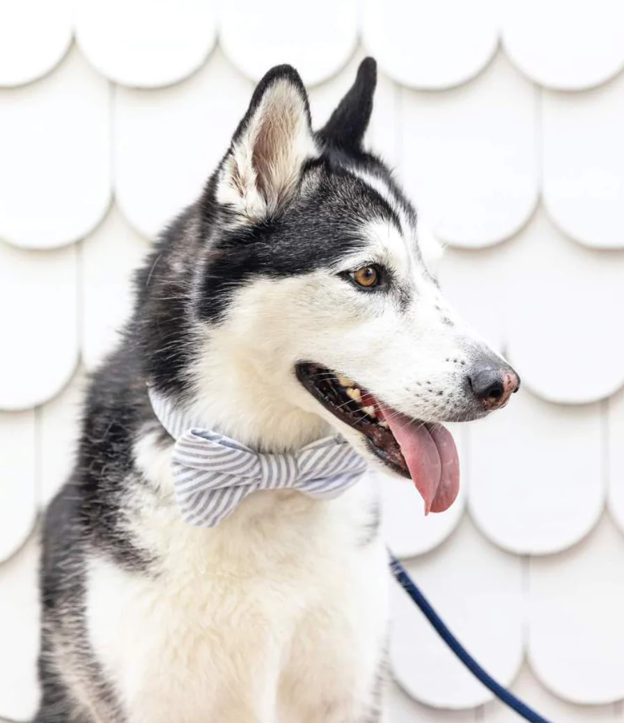 Dusty Blue Stripe Dog Bow Tie (Made in the USA) - Image 3