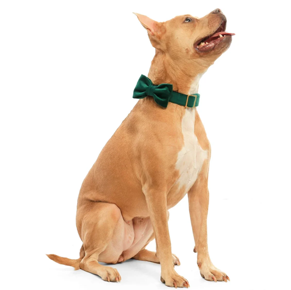Forest Green Velvet Dog Bow Tie - Image 3