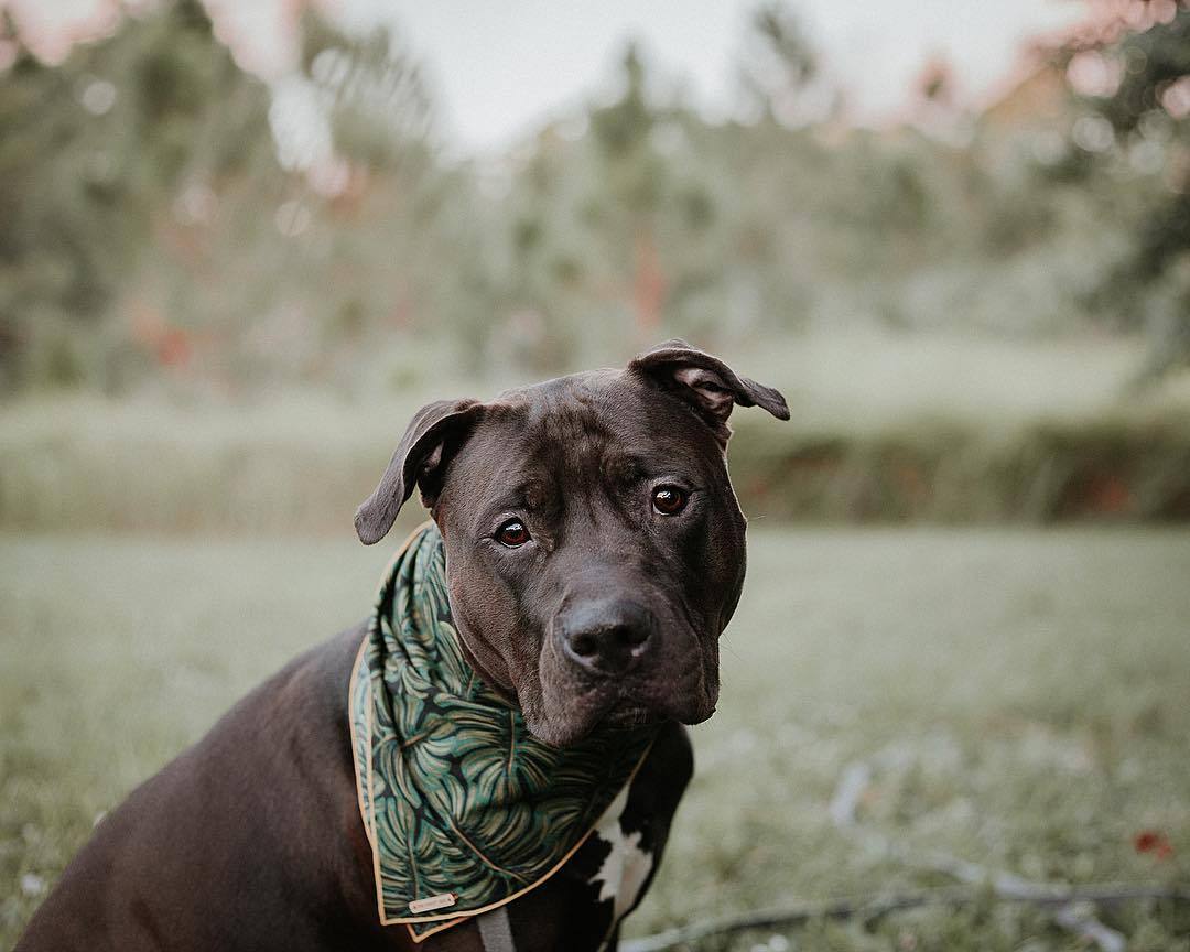 THE FOGGY DOG | Havana Bandana - Image 4
