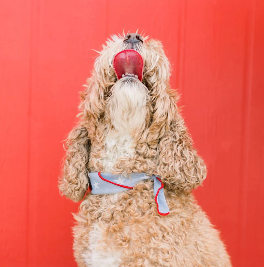 THE FOGGY DOG | Liberty Dog Bandana - Image 4