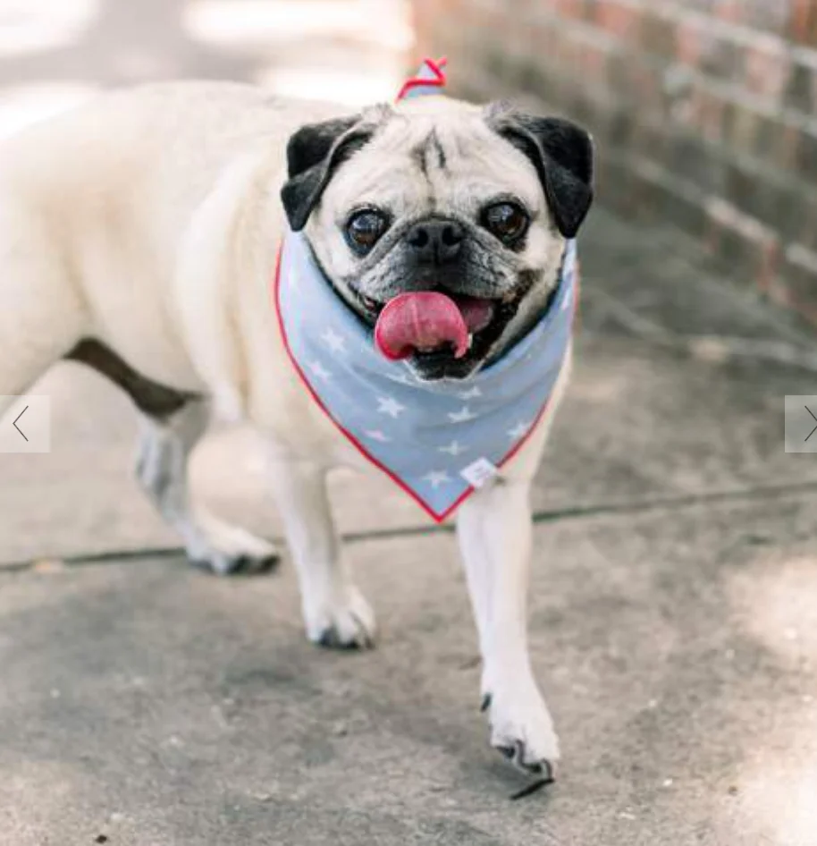 THE FOGGY DOG | Liberty Dog Bandana - Image 5