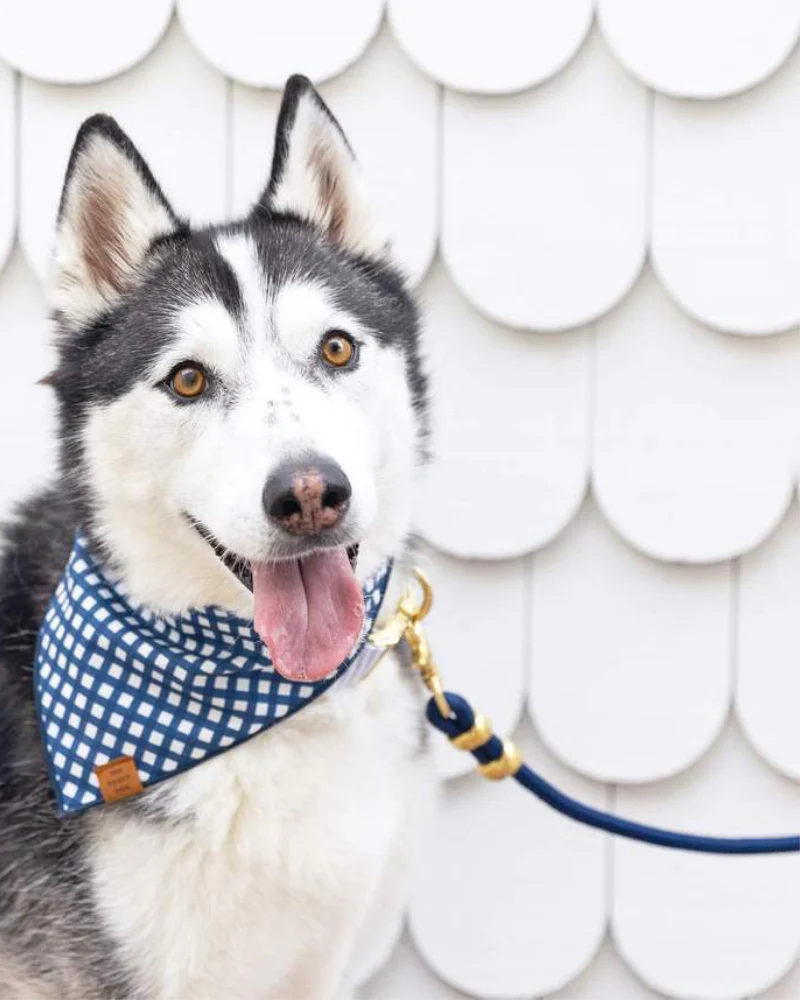 Ocean Marine Rope Dog Leash (Made in the USA) - Image 3