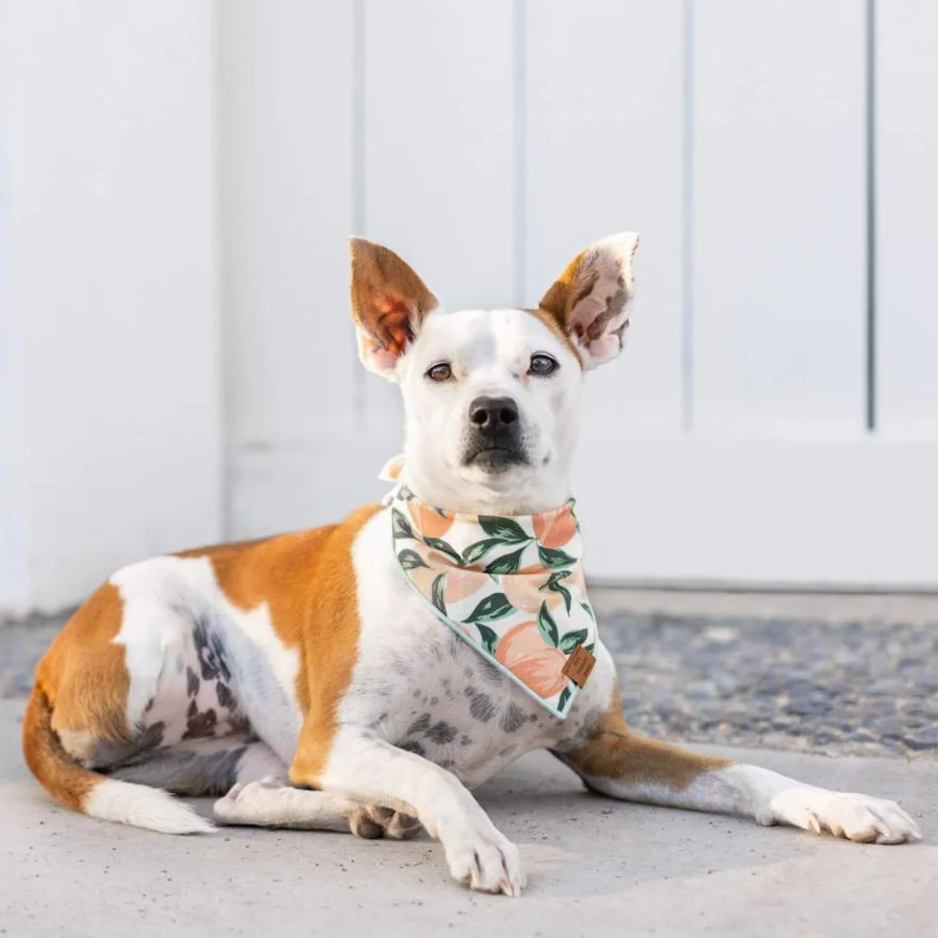 Peaches and Cream Dog Bandana (Made in the USA) (FINAL SALE) - Image 4
