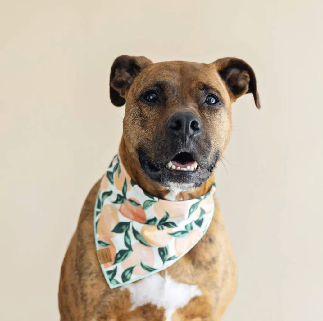 Peaches and Cream Dog Bandana (Made in the USA) (FINAL SALE) - Image 5