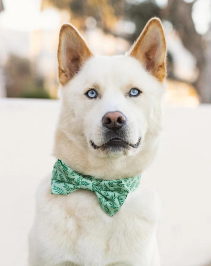 Plant Lady Doggie Bow Tie (Made in the USA) << FINAL SALE >> - Image 2