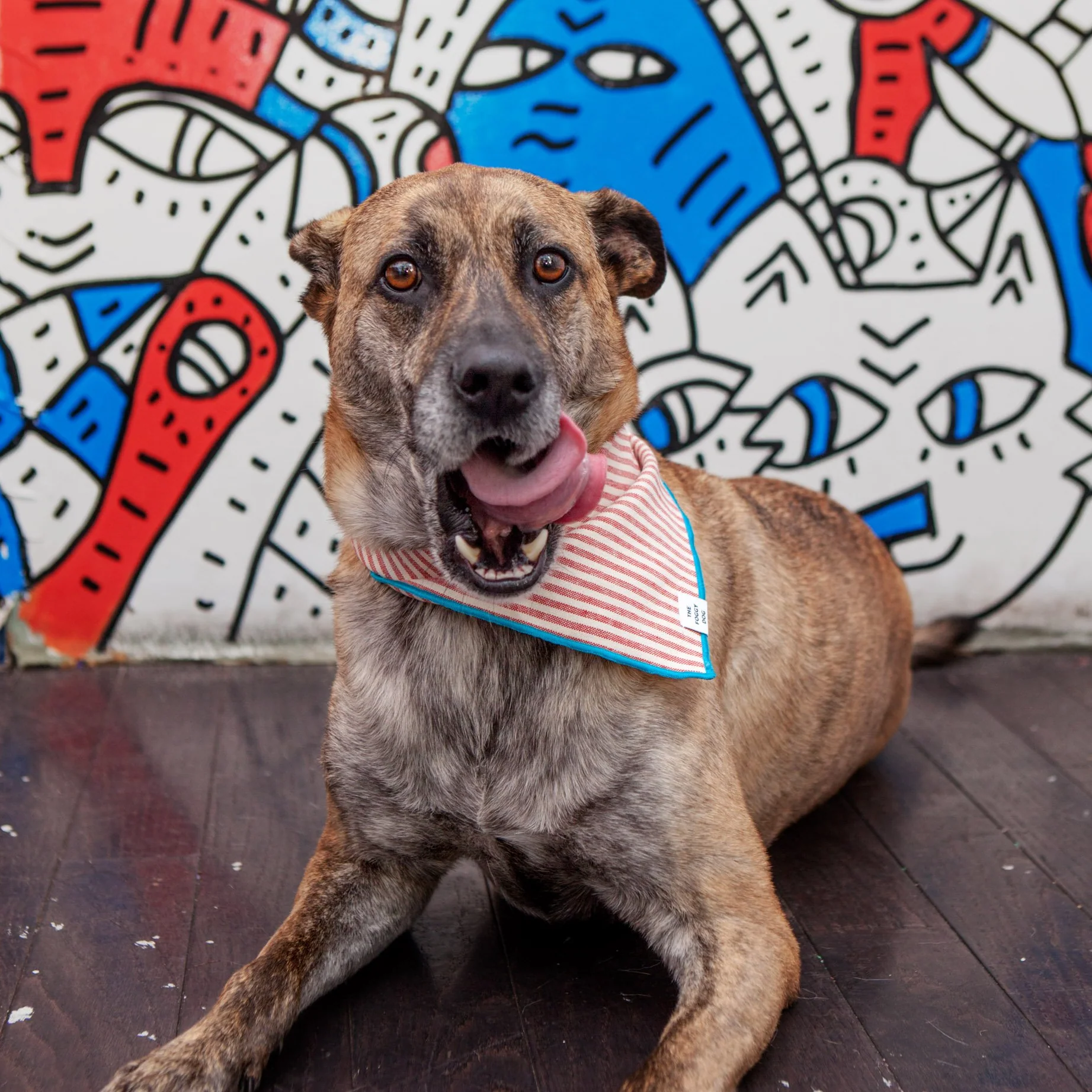 Red Stripe Blue Trim Dog Bandana - Image 2