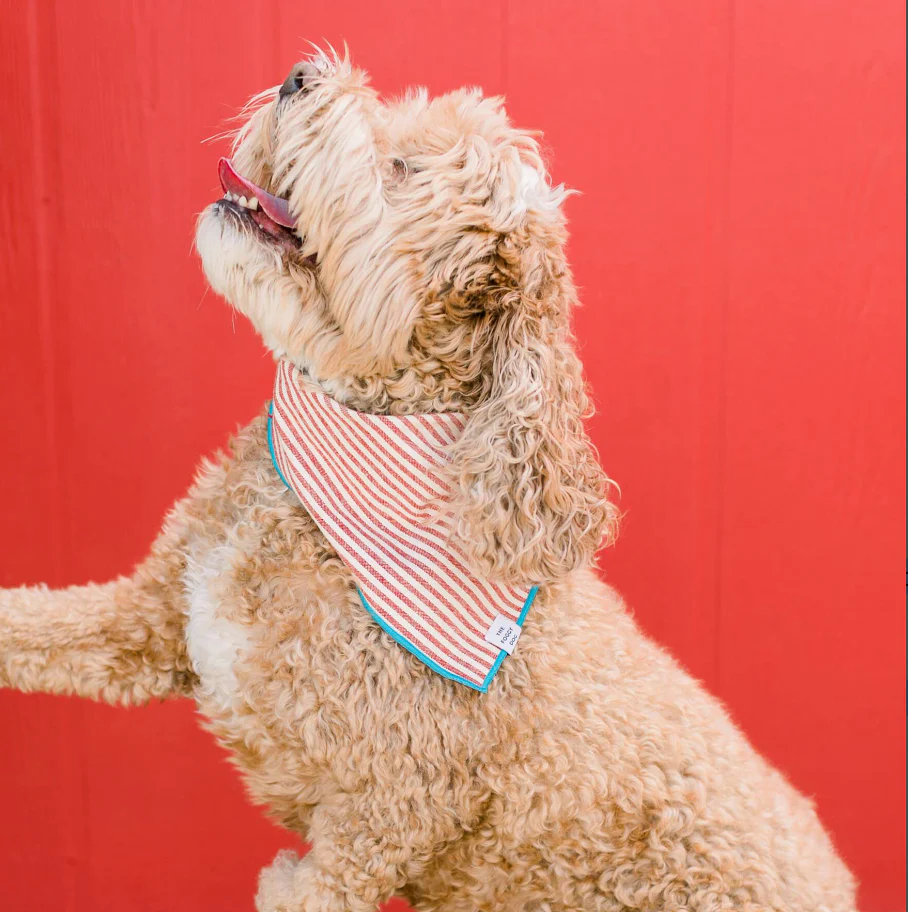 Red Stripe Blue Trim Dog Bandana - Image 4