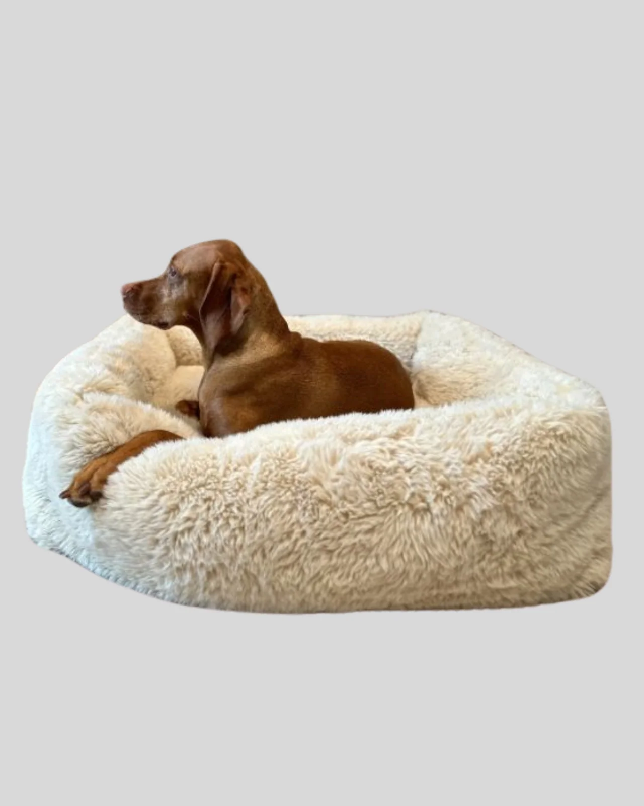 The Franklin Dog Bed in Fluffernutter (In-Store) - Image 3