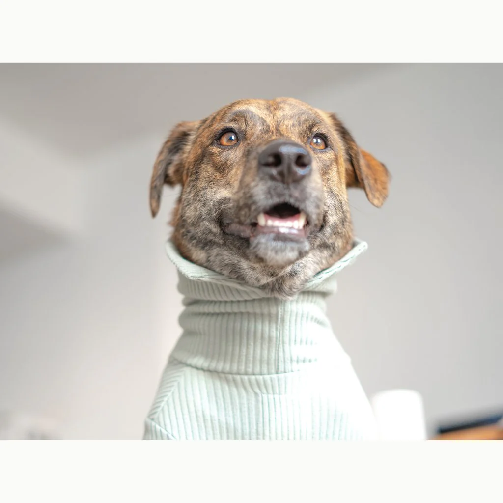 High Neck Dog Tee in Sage Green (FINAL SALE) - Image 5