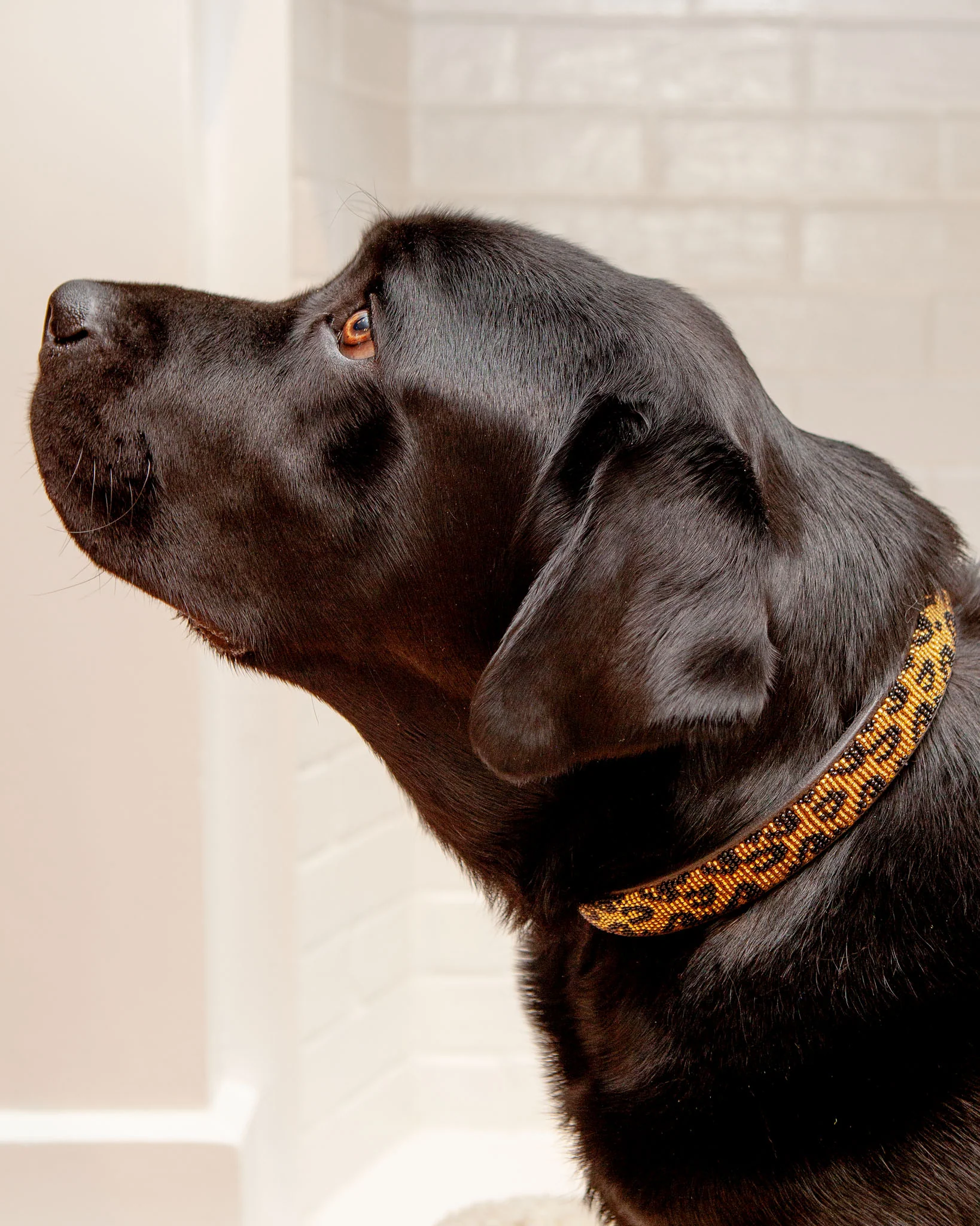 Leopard Print Beaded Dog Collar (CLEARANCE) - Image 2