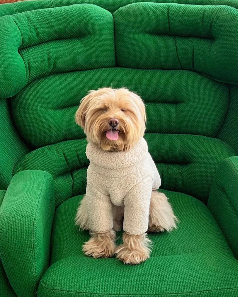 The Pablo Fleece Dog Sweatshirt (FINAL SALE) - Image 3