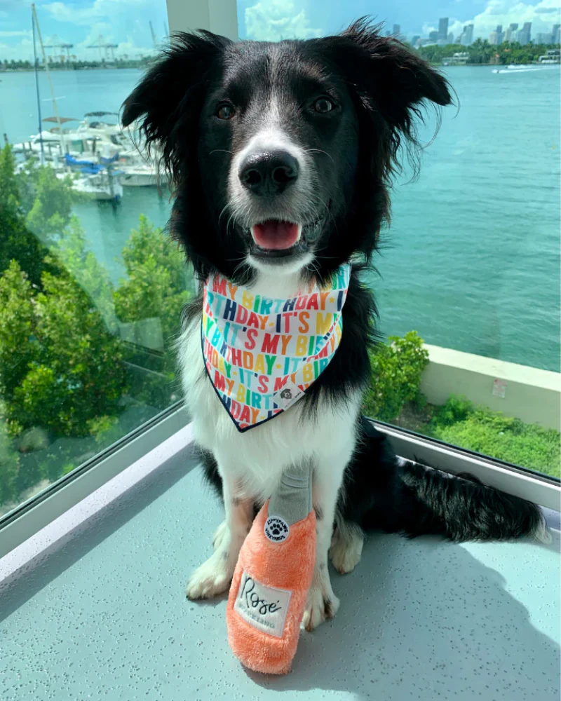 It's My Birthday Dog Bandana (Made in the USA) - Image 2