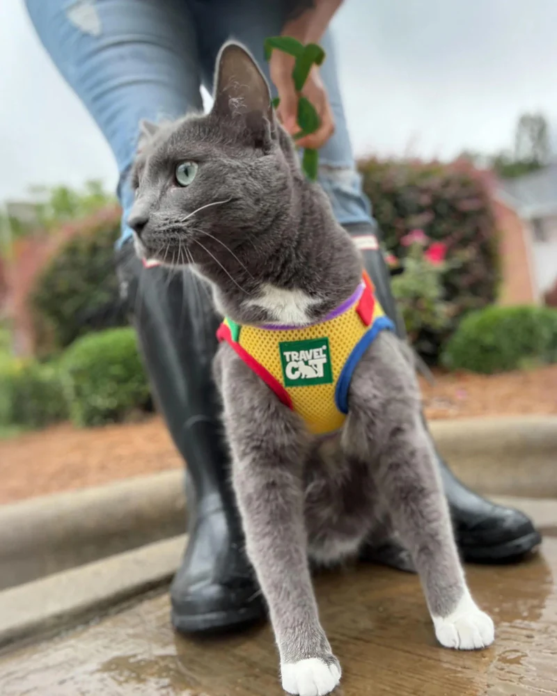 "The True Adventurer" Reflective Cat & Kitten Harness and Leash in Multicolor
