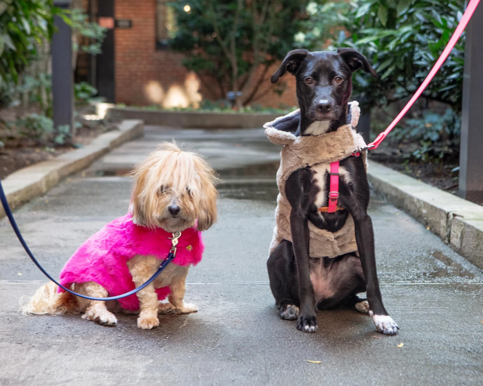 Faux Fur Dog Coat in Beige - Image 3