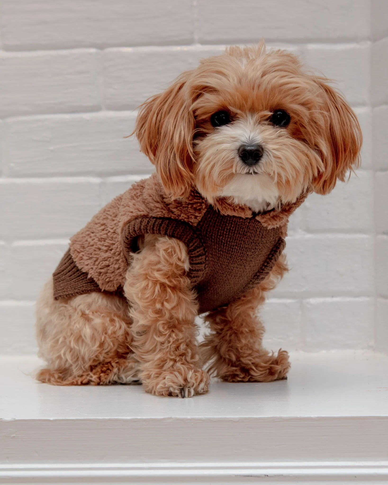 Fuzzy Wuzzy Teddy Bear Dog Hoodie - Image 3