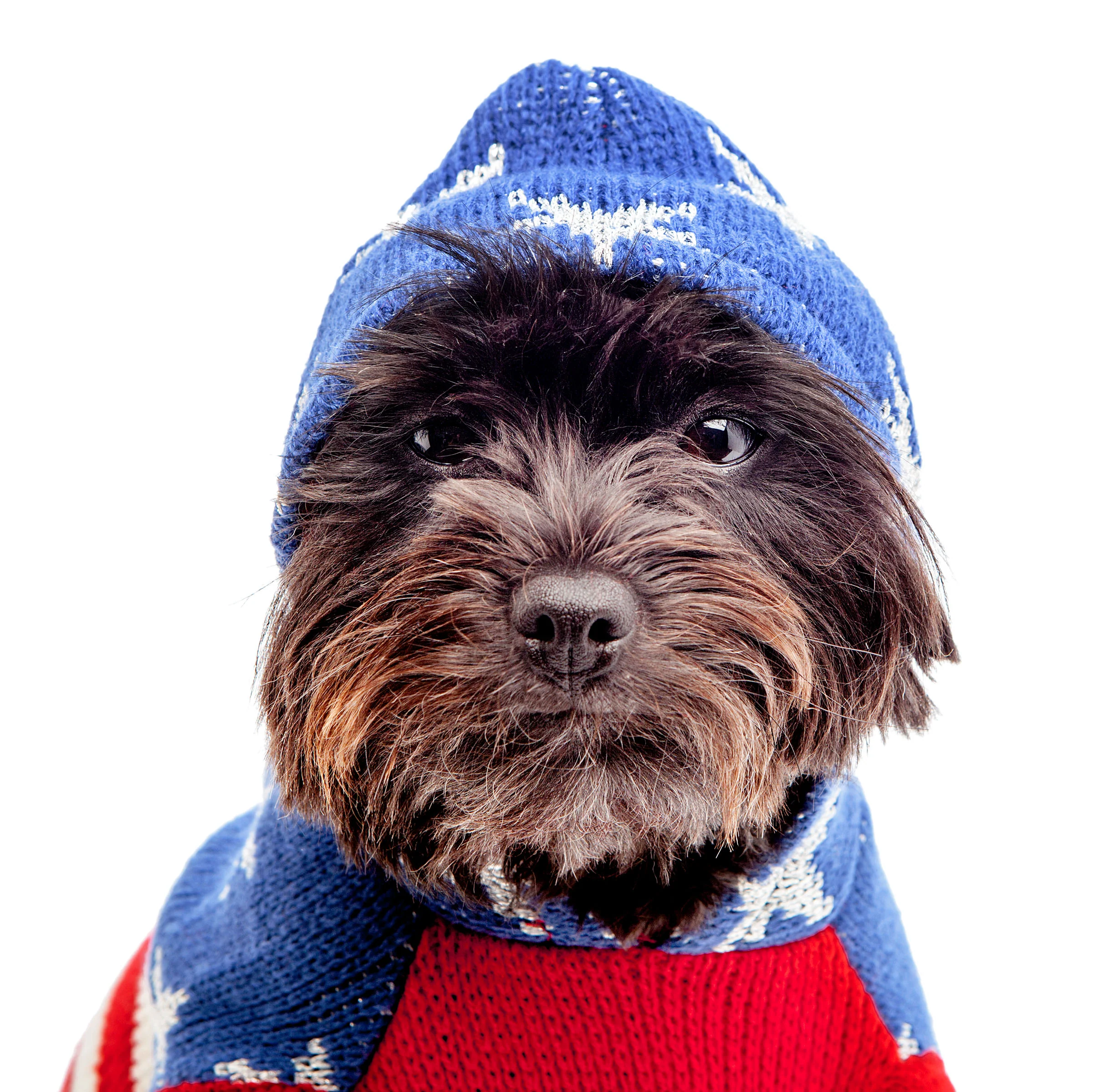 THE WORTHY DOG | Stars and Stripes Hoodie - Image 4