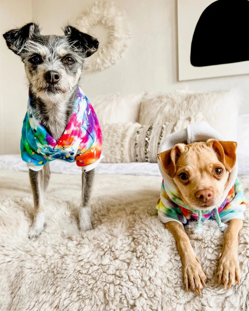 Tie Dye Dog Hoodie in Rainbow - Image 3