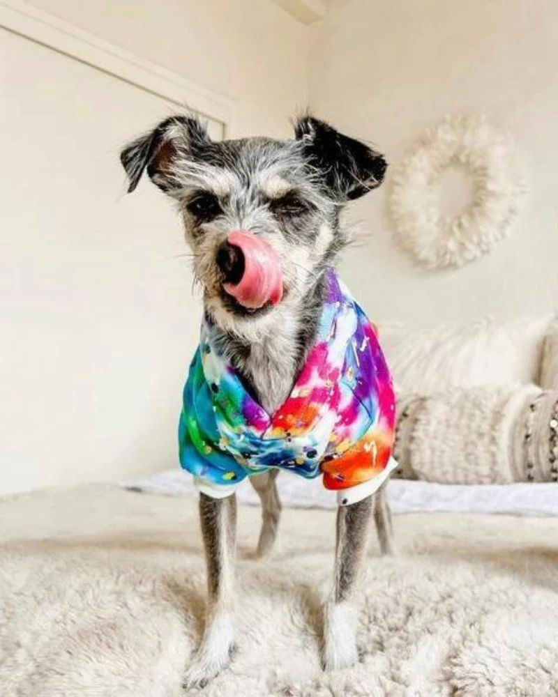 Tie Dye Dog Hoodie in Rainbow - Image 4