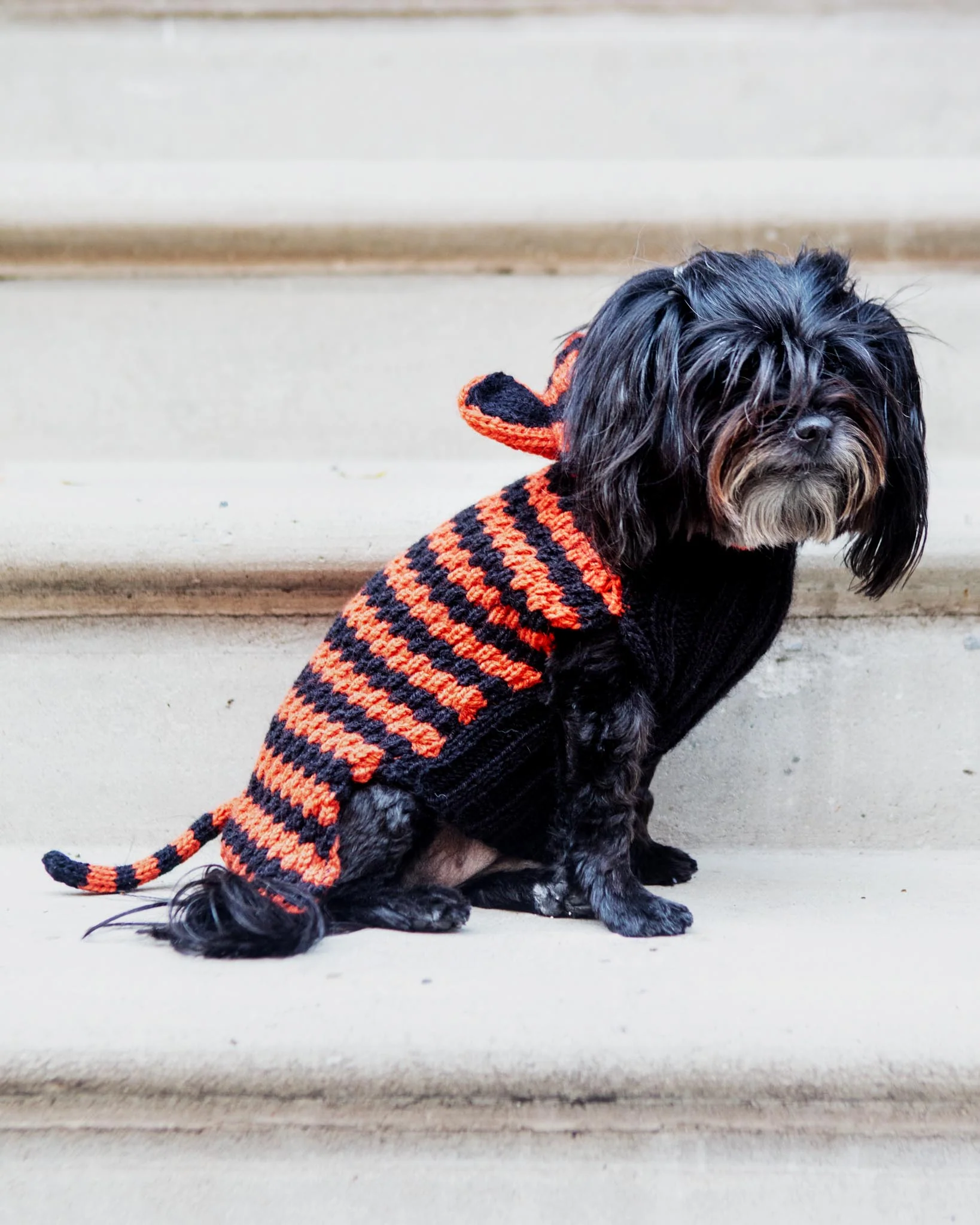 Tiger Hand-Knit Dog Sweater (DOG & CO. Exclusive) (FINAL SALE) - Image 3