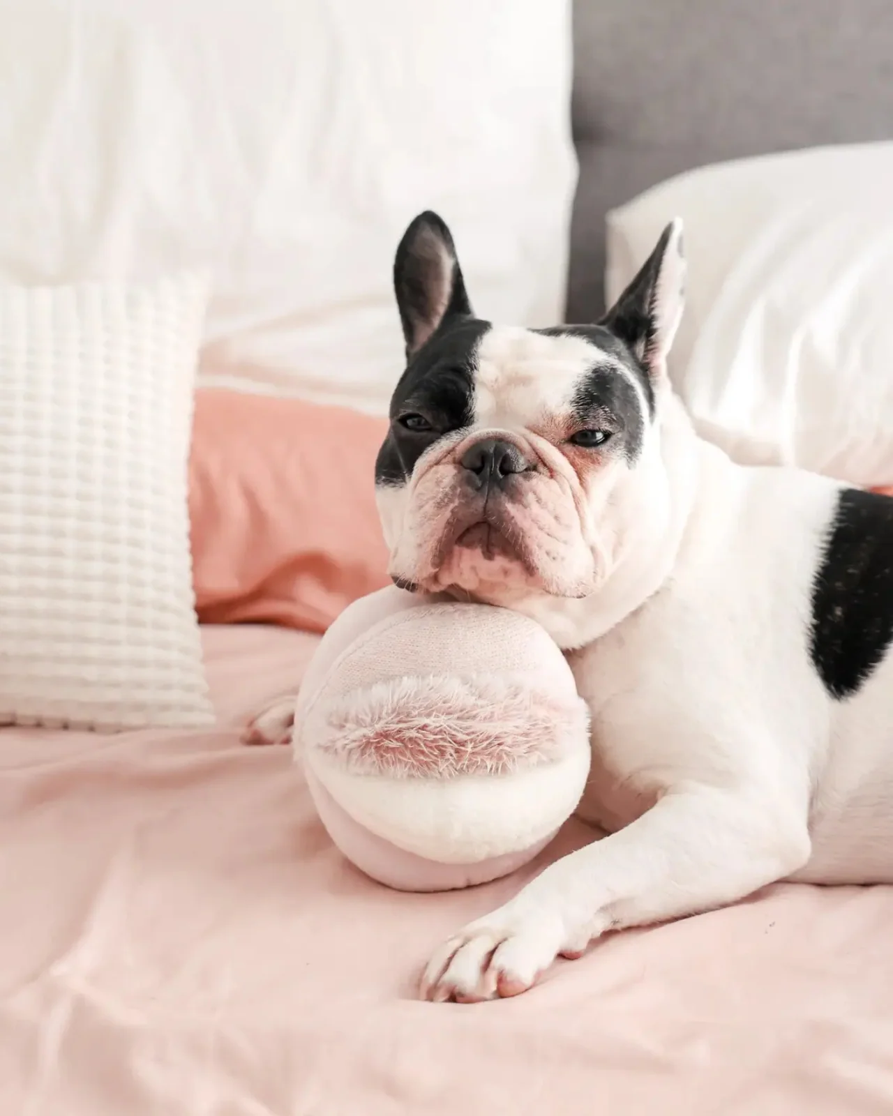 Toto Squeaky Interactive Snuffle Ball - Image 2