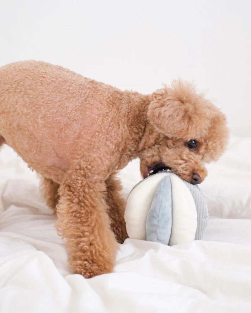 Toto Squeaky Interactive Snuffle Ball - Image 5
