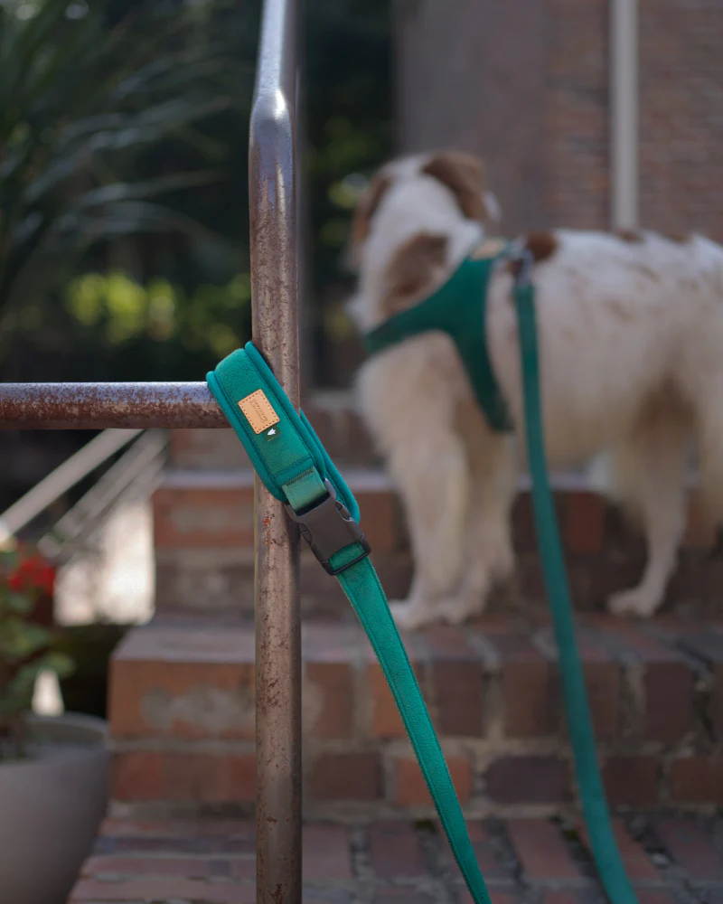 Town Padded Dog Leash - Image 3