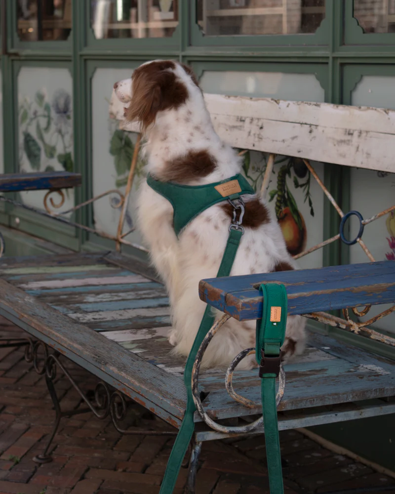 Town Padded Dog Leash - Image 4