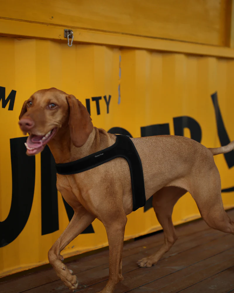 Town Slip-On Dog Harness