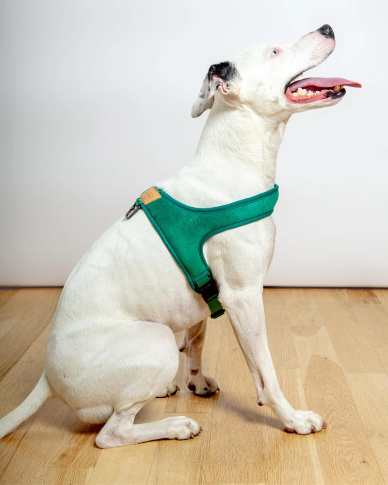 Town Slip-On Dog Harness - Image 10