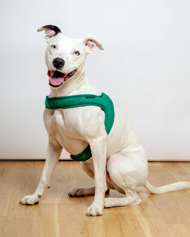 Town Slip-On Dog Harness - Image 6