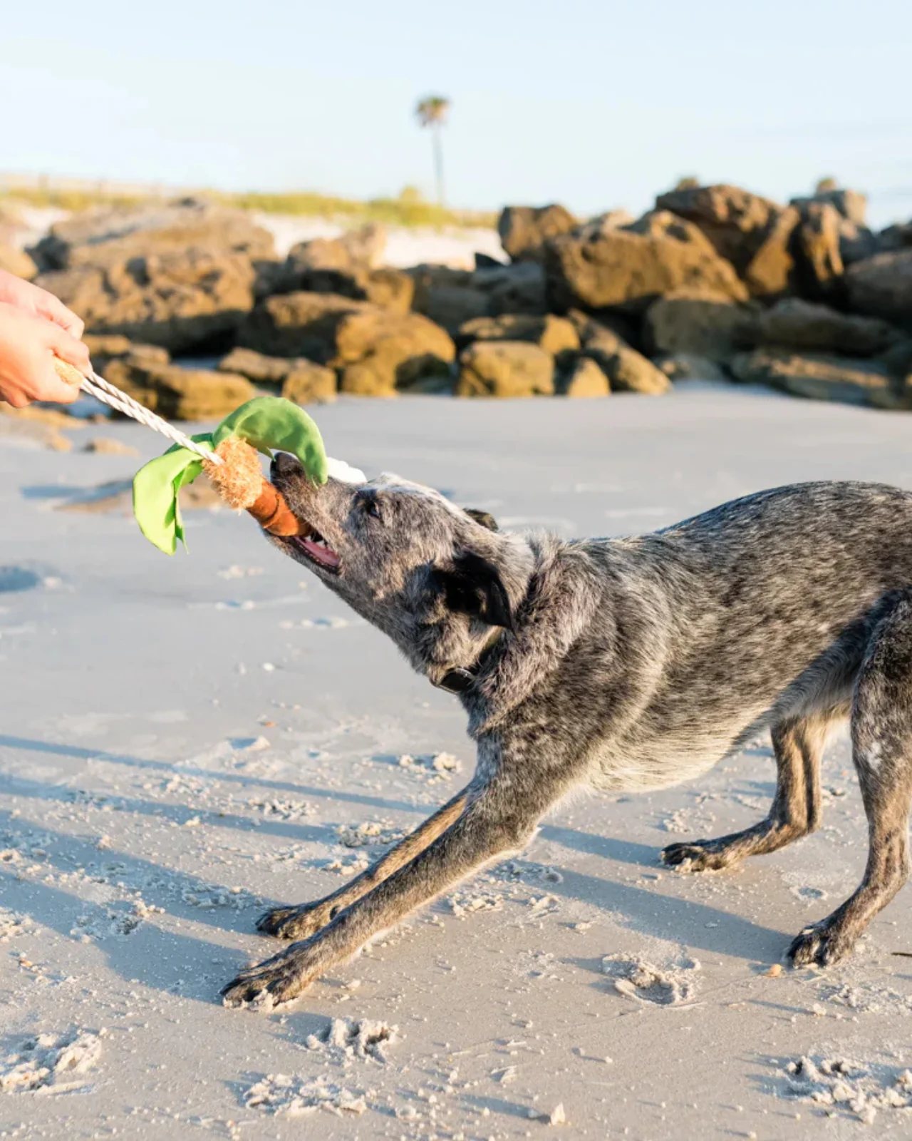 Tropical Paradise Palm Tree Plush Dog Toy - Image 2