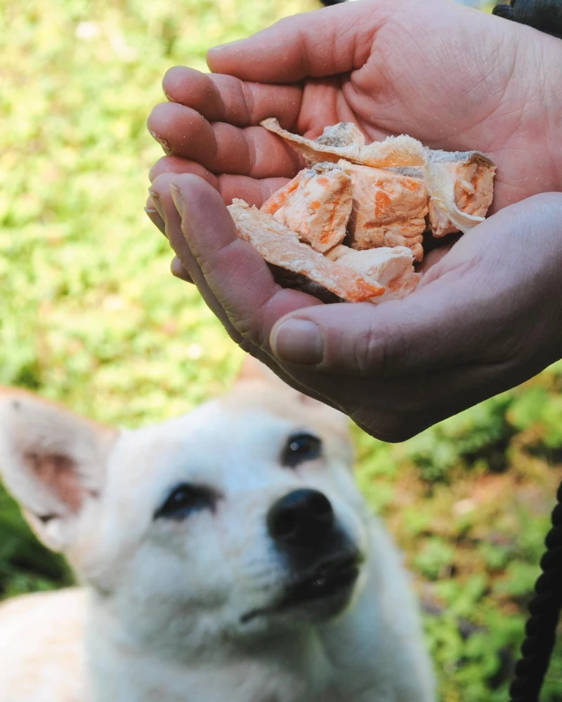 Trout Tidbits Dog Treats - Image 4