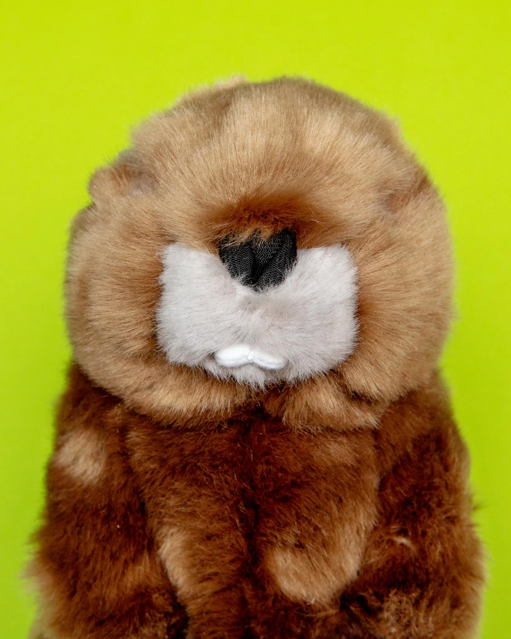Troy the Beaver Plush Squeaky Dog Toy - Image 2