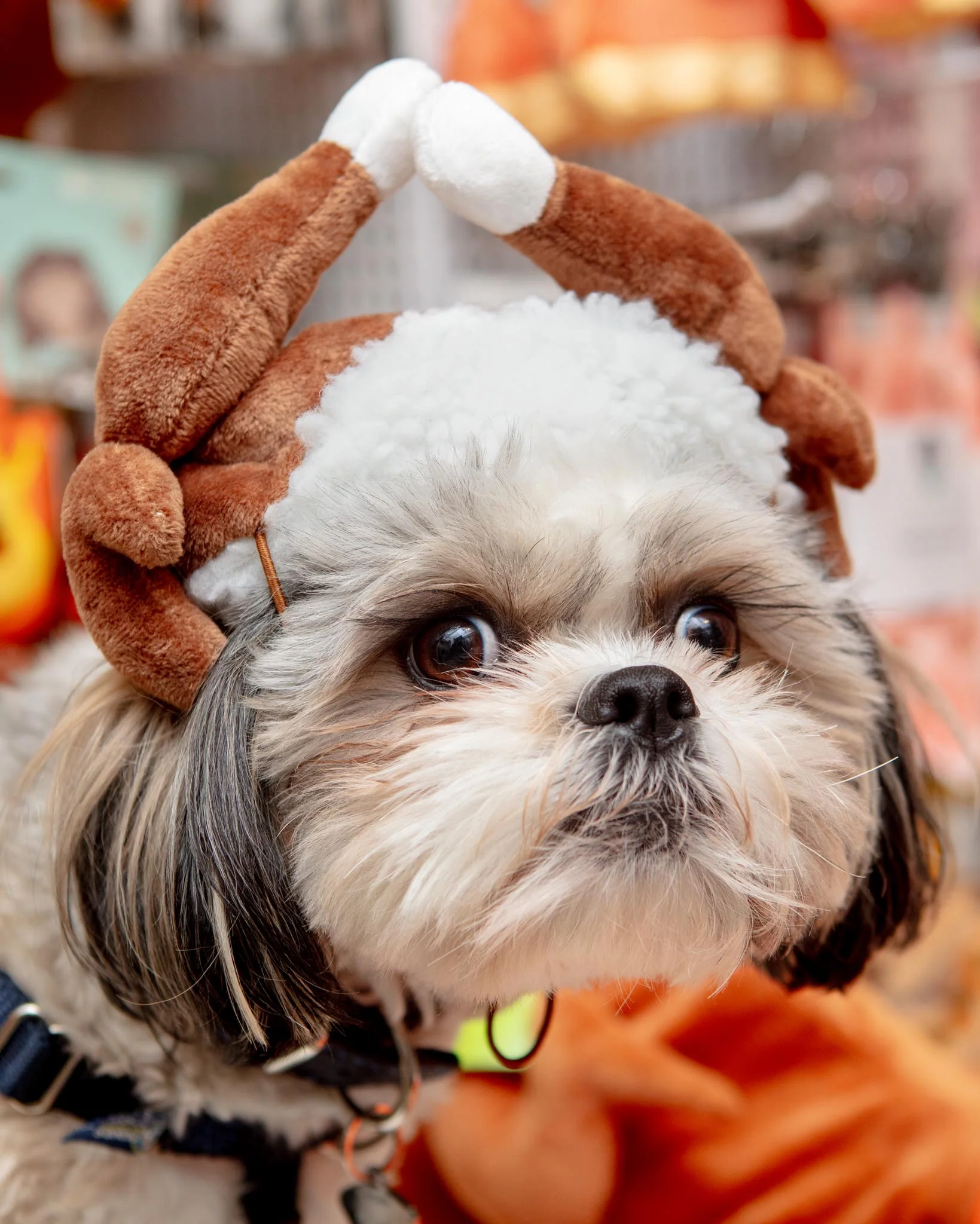 Turkey Taster Dog Hat
