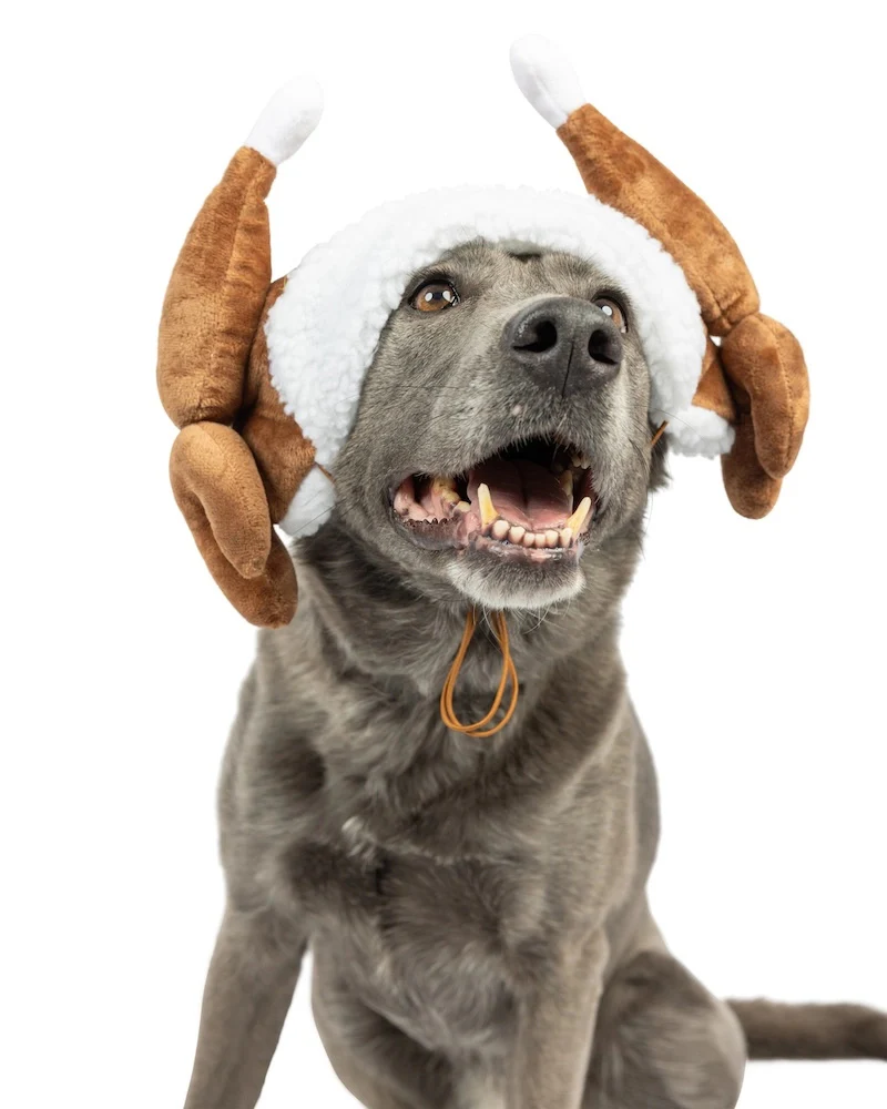 Turkey Taster Dog Hat - Image 5