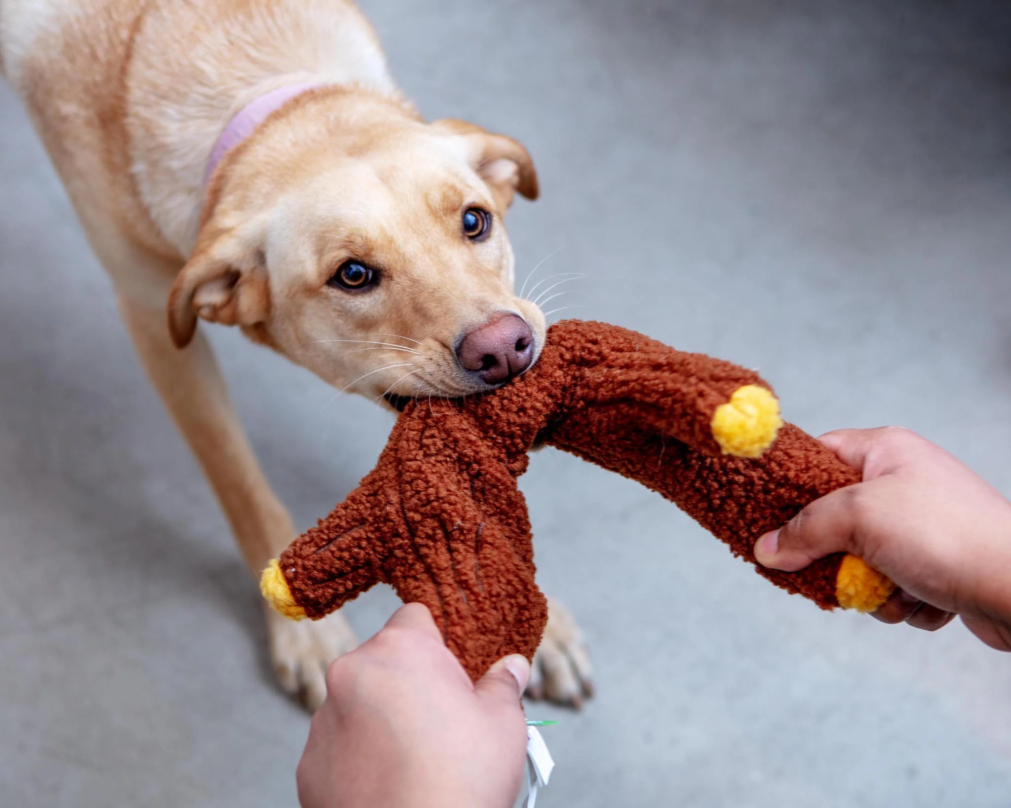 Twiggy Plush Squeaky Dog Toy - Image 5