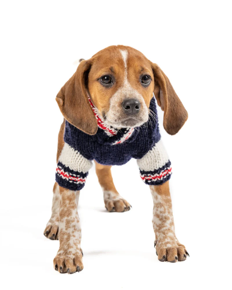 Varsity Wool Dog Sweater (FINAL SALE) - Image 7