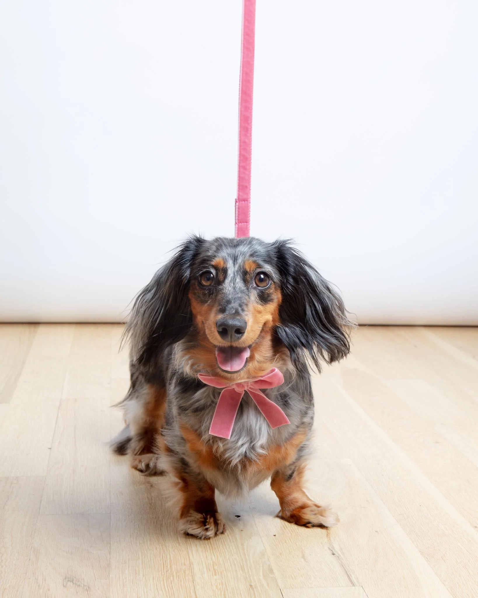 Velvet Dog Bow Collar & Leash Set in Primrose Pink - Image 3