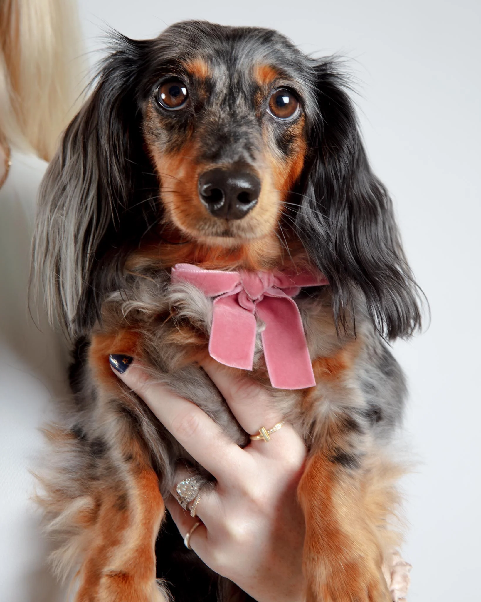 Velvet Dog Bow Collar & Leash Set in Primrose Pink - Image 5
